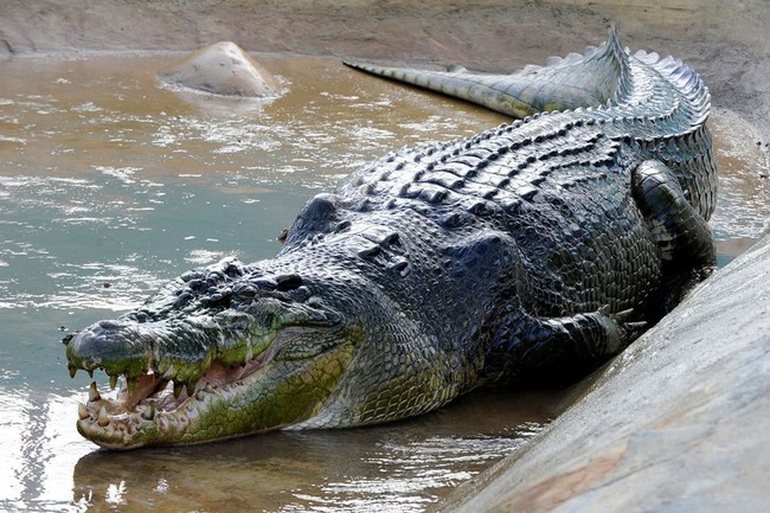 Cá sấu khổng lồ từng ăn thịt người, chết vì stress sau 2 năm bị nuôi nhốt - 1