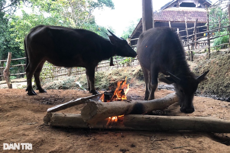 Hàng trăm con trâu bò lăn ra chết vì giá rét - 4 Hàng trăm con trâu bò lăn ra chết vì giá rét - 4