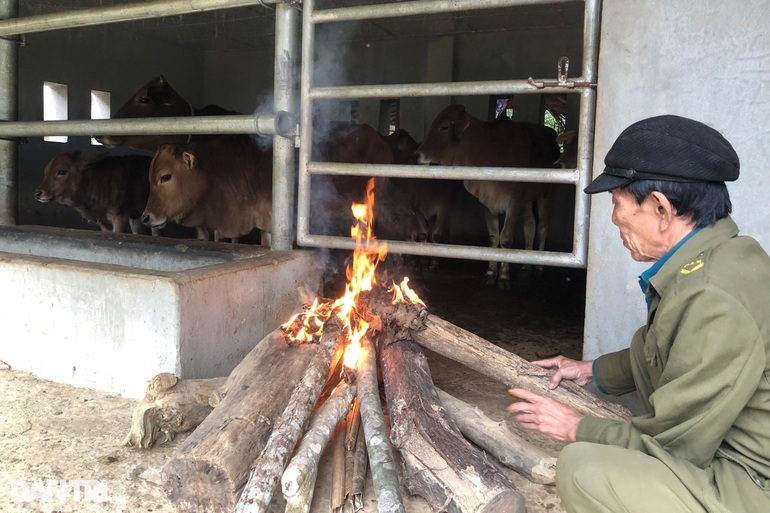 Hàng trăm con trâu bò lăn ra chết vì giá rét - 5 Hàng trăm con trâu bò lăn ra chết vì giá rét - 5