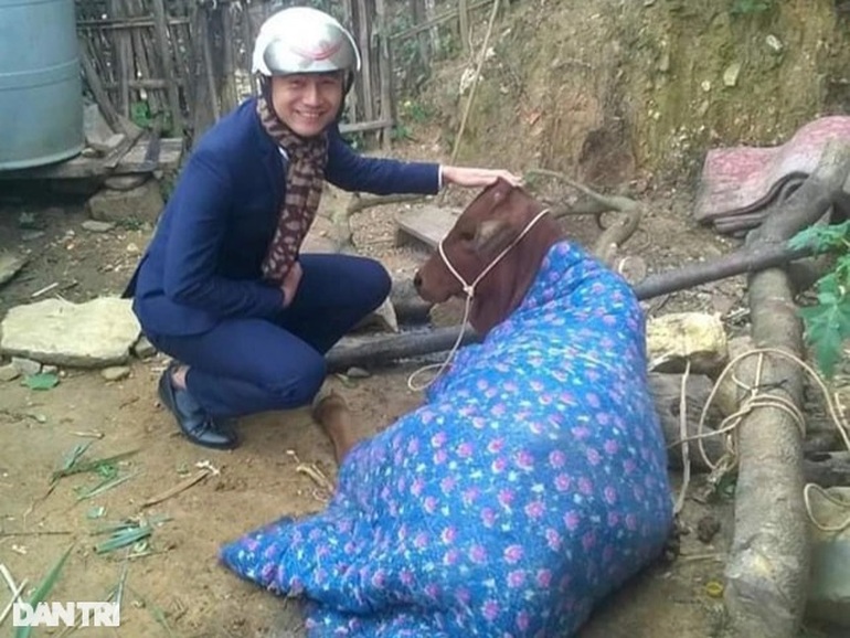 Hàng trăm con trâu bò lăn ra chết vì giá rét - 6 Hàng trăm con trâu bò lăn ra chết vì giá rét - 6