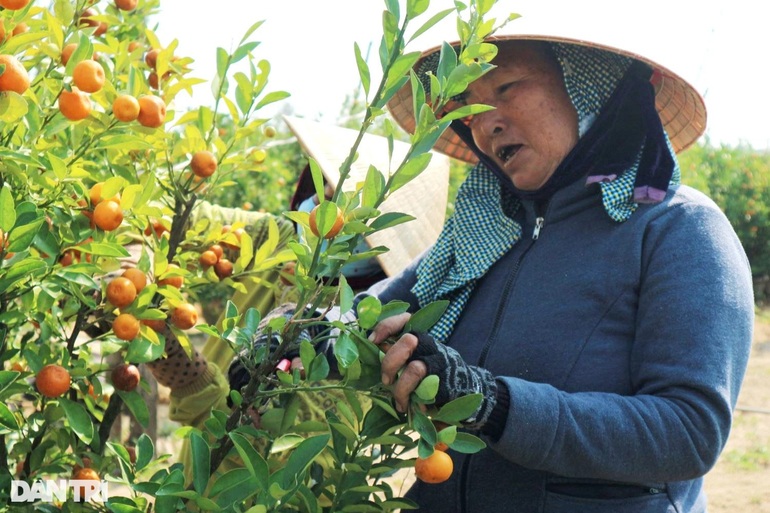 Thu gom quất hết đát kiếm tiền triệu sau Tết - 3 Thu gom quất hết đát kiếm tiền triệu sau Tết - 3