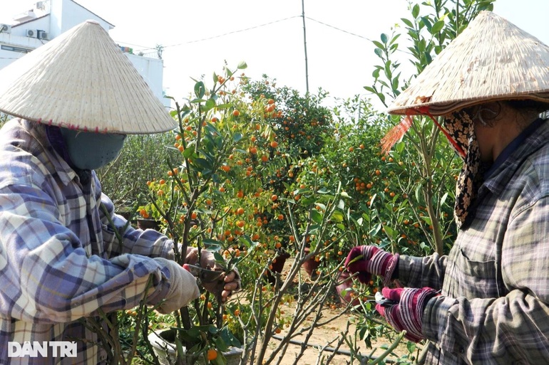 Thu gom quất hết đát kiếm tiền triệu sau Tết - 4 Thu gom quất hết đát kiếm tiền triệu sau Tết - 4