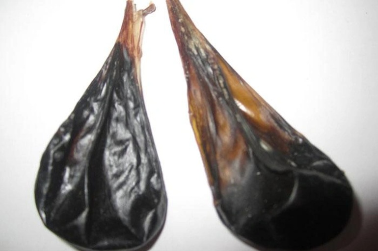 Bé 9 ngày tuổi nguy kịch vì gia đình cho uống mật khỉ - 1 Bé 9 ngày tuổi nguy kịch vì gia đình cho uống mật khỉ - 1