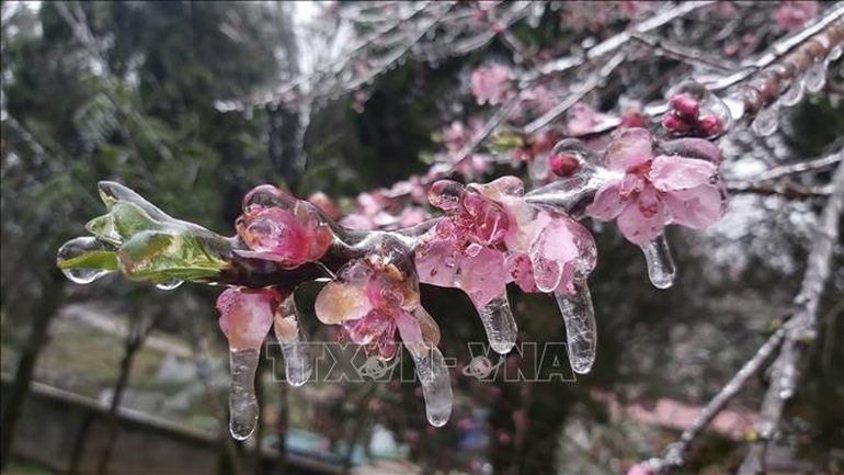Băng tuyết phủ trắng cao nguyên đá Đồng Văn trong đợt rét rất hiếm - 6 Băng tuyết phủ trắng cao nguyên đá Đồng Văn trong đợt rét rất hiếm - 6