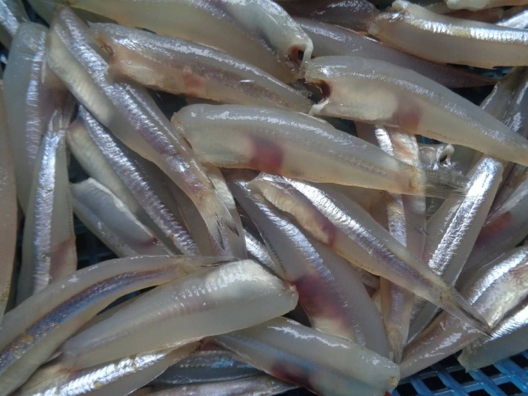 Bức ảnh đánh bắt cá cơm ở Việt Nam đạt giải thưởng quốc tế - 2 Bức ảnh đánh bắt cá cơm ở Việt Nam đạt giải thưởng quốc tế - 2