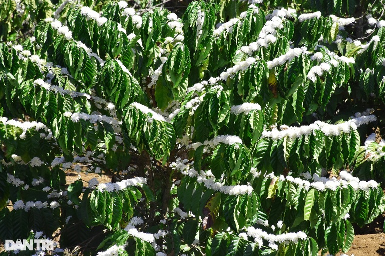 Coffee covered with white snow, giving off a fragrant aroma on the plateau - 4