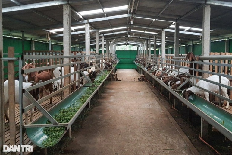 Thanh niên tậu ô tô nhờ khởi nghiệp từ 9 con dê - 3 Thanh niên tậu ô tô nhờ khởi nghiệp từ 9 con dê - 3