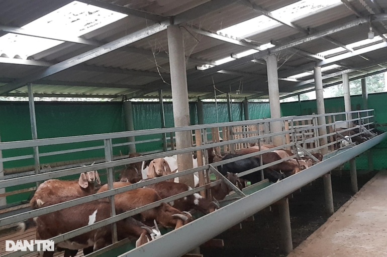 Thanh niên tậu ô tô nhờ khởi nghiệp từ 9 con dê - 5 Thanh niên tậu ô tô nhờ khởi nghiệp từ 9 con dê - 5