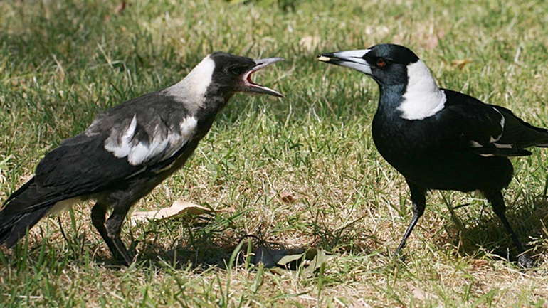 Hành động khôn khéo của loài chim ác là khiến các nhà khoa học bối rối - 1