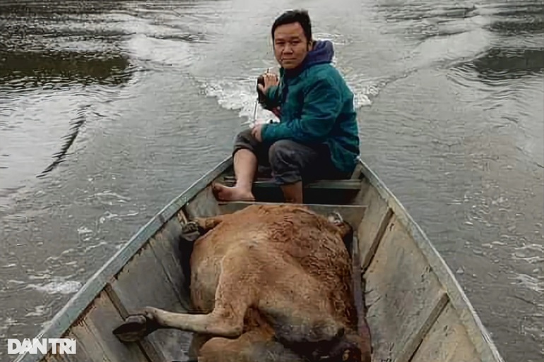 Dân nghèo xót xa vào rừng gom nhặt xác trâu bò chết rét - 6 Dân nghèo xót xa vào rừng gom nhặt xác trâu bò chết rét - 6