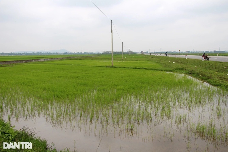 9 lô đất ở quê ế nặng khi đấu giá: Lúa mọc xanh rì, giá khởi điểm vẫn khủng - 2 9 lô đất ở quê ế nặng khi đấu giá: Lúa mọc xanh rì, giá khởi điểm vẫn khủng - 2