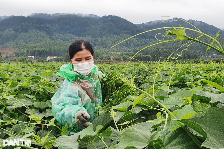 Tiêu chuẩn 5 không  - xu hướng mới trong sản xuất nông nghiệp  - 3