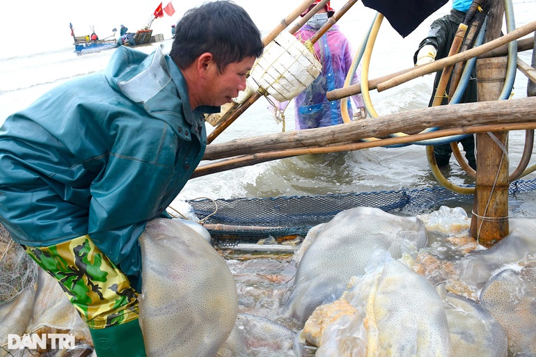 Vào vụ, ngư dân kiếm tiền triệu mỗi ngày từ sứa biển - 5 Vào vụ, ngư dân kiếm tiền triệu mỗi ngày từ sứa biển - 5