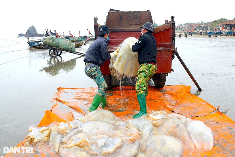Vào vụ, ngư dân kiếm tiền triệu mỗi ngày từ sứa biển - 8 Vào vụ, ngư dân kiếm tiền triệu mỗi ngày từ sứa biển - 8