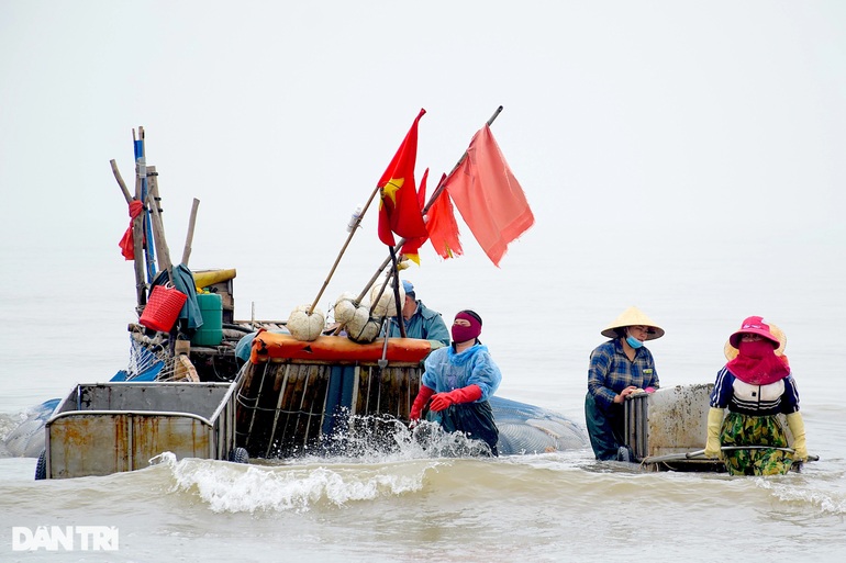 Vào vụ, ngư dân kiếm tiền triệu mỗi ngày từ sứa biển - 2 Vào vụ, ngư dân kiếm tiền triệu mỗi ngày từ sứa biển - 2