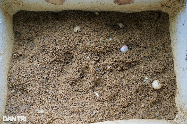 Nuôi con chân vịt, thịt gà, da trâu, đầu rắn, lão nông bon tay nhặt tiền - 10 Nuôi con chân vịt, thịt gà, da trâu, đầu rắn, lão nông bon tay nhặt tiền - 10