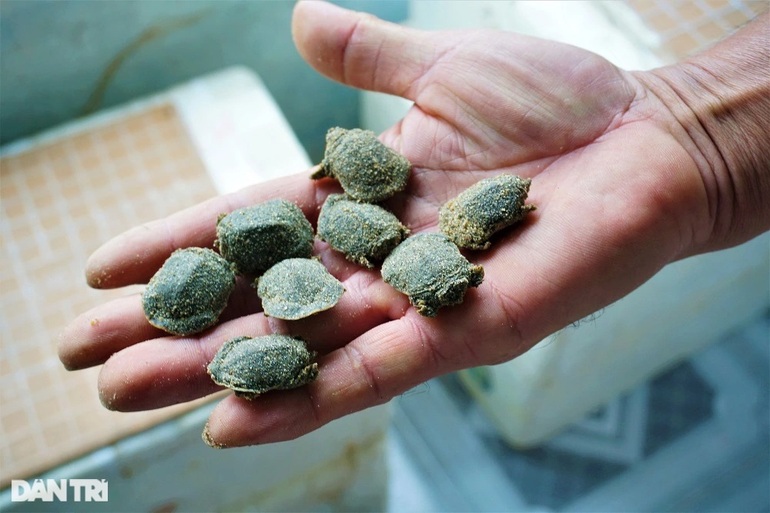Nuôi con chân vịt, thịt gà, da trâu, đầu rắn, lão nông bon tay nhặt tiền - 11 Nuôi con chân vịt, thịt gà, da trâu, đầu rắn, lão nông bon tay nhặt tiền - 11