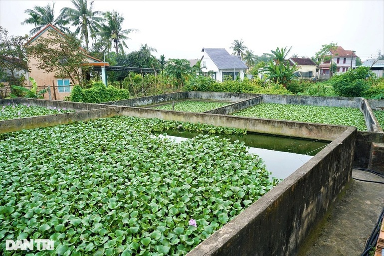 Nuôi con chân vịt, thịt gà, da trâu, đầu rắn, lão nông bon tay nhặt tiền - 4 Nuôi con chân vịt, thịt gà, da trâu, đầu rắn, lão nông bon tay nhặt tiền - 4
