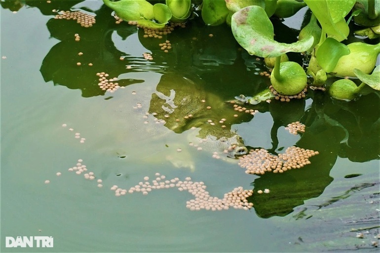 Nuôi con chân vịt, thịt gà, da trâu, đầu rắn, lão nông bon tay nhặt tiền - 7 Nuôi con chân vịt, thịt gà, da trâu, đầu rắn, lão nông bon tay nhặt tiền - 7
