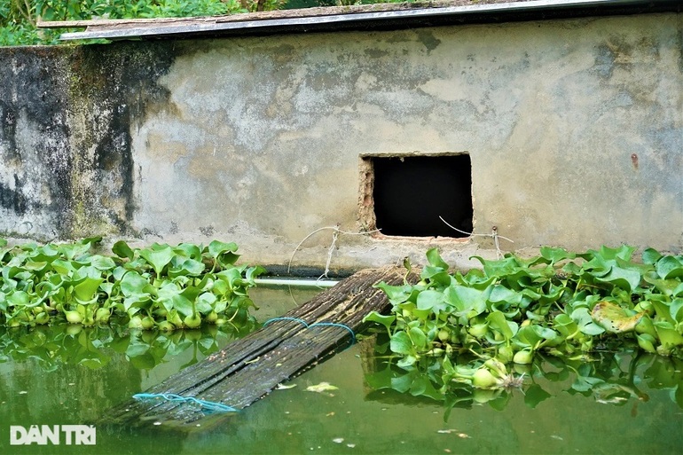 Nuôi con chân vịt, thịt gà, da trâu, đầu rắn, lão nông bon tay nhặt tiền - 9 Nuôi con chân vịt, thịt gà, da trâu, đầu rắn, lão nông bon tay nhặt tiền - 9