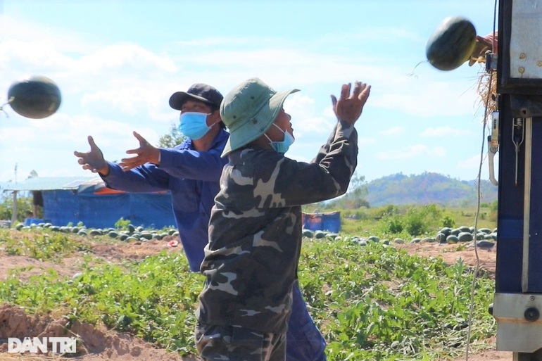 Chục ký dưa hấu mới mua được ổ bánh mì, nông dân mỏi mắt tìm thương lái - 4 Chục ký dưa hấu mới mua được ổ bánh mì, nông dân mỏi mắt tìm thương lái - 4