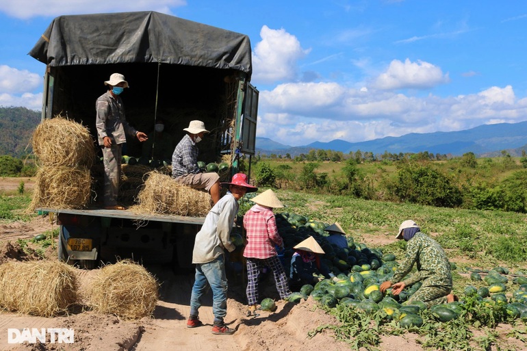 Chục ký dưa hấu mới mua được ổ bánh mì, nông dân mỏi mắt tìm thương lái - 6 Chục ký dưa hấu mới mua được ổ bánh mì, nông dân mỏi mắt tìm thương lái - 6