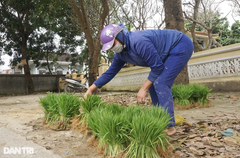Nhổ lúa non bán như rau, nông dân bỏ túi cả trăm ngàn đồng mỗi ngày - 4 Nhổ lúa non bán như rau, nông dân bỏ túi cả trăm ngàn đồng mỗi ngày - 4