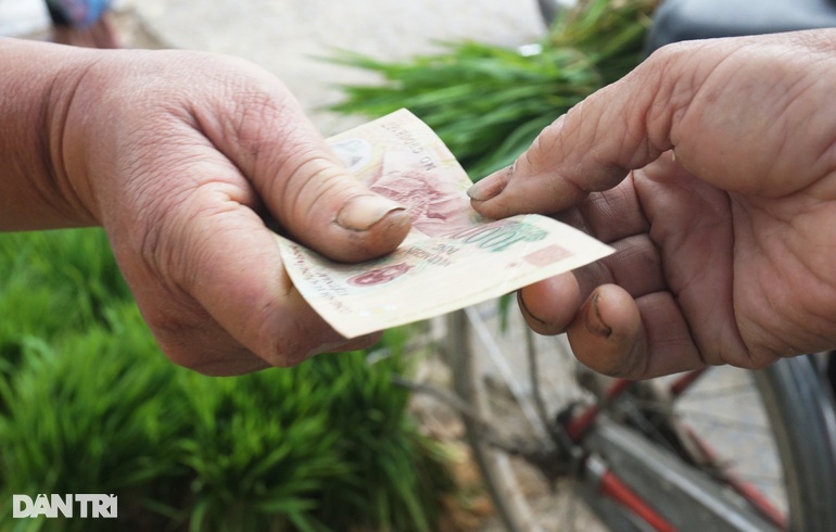 Nhổ lúa non bán như rau, nông dân bỏ túi cả trăm ngàn đồng mỗi ngày - 8 Nhổ lúa non bán như rau, nông dân bỏ túi cả trăm ngàn đồng mỗi ngày - 8