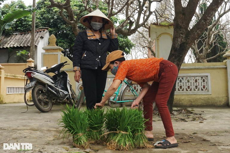 Nhổ lúa non bán như rau, nông dân bỏ túi cả trăm ngàn đồng mỗi ngày - 6 Nhổ lúa non bán như rau, nông dân bỏ túi cả trăm ngàn đồng mỗi ngày - 6