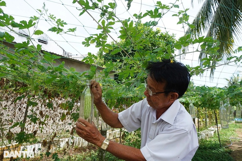 Lão nông cho khổ qua lớn trong chai, đổ thêm rượu thành đặc sản - 2 Lão nông cho khổ qua lớn trong chai, đổ thêm rượu thành đặc sản - 2
