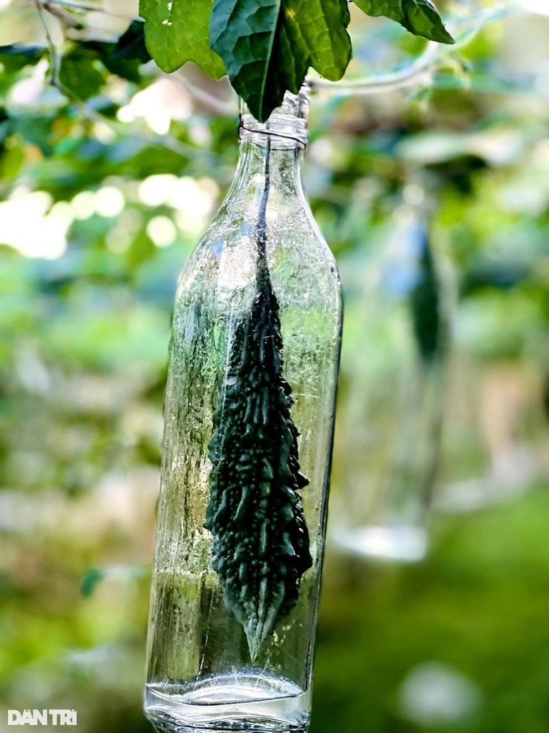 Lão nông cho khổ qua lớn trong chai, đổ thêm rượu thành đặc sản - 3 Lão nông cho khổ qua lớn trong chai, đổ thêm rượu thành đặc sản - 3