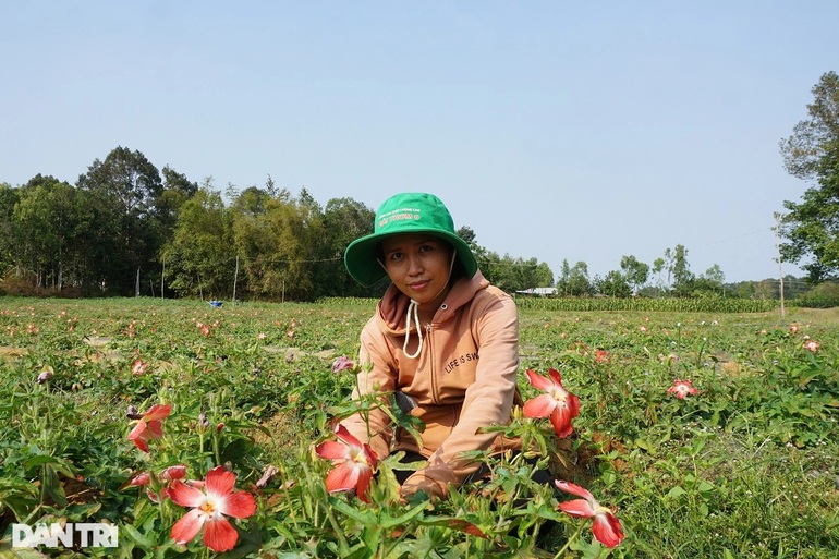 Trồng sâm dễ như trồng khoai, lãi gấp hàng chục lần - 1 Trồng sâm dễ như trồng khoai, lãi gấp hàng chục lần - 1