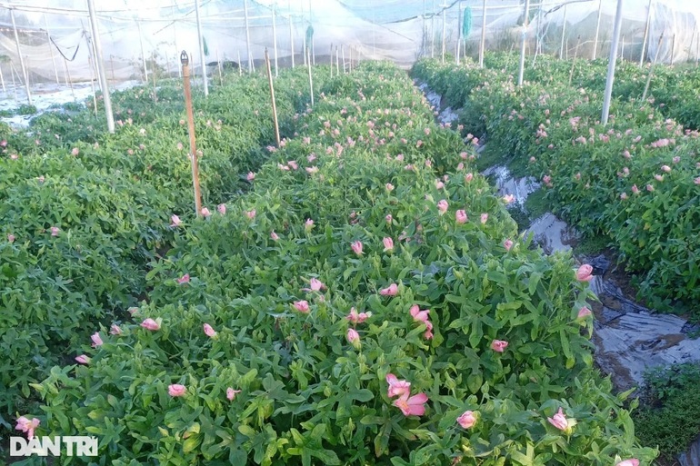 Trồng sâm dễ như trồng khoai, lãi gấp hàng chục lần - 3 Trồng sâm dễ như trồng khoai, lãi gấp hàng chục lần - 3