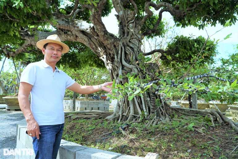 Chiêm ngưỡng cây sộp dáng rồng, lập kỷ lục châu Á. - 2 Chiêm ngưỡng cây sộp dáng rồng, lập kỷ lục châu Á. - 2