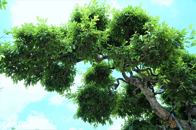 Chiêm ngưỡng cây sộp dáng rồng, lập kỷ lục châu Á. - 5 Chiêm ngưỡng cây sộp dáng rồng, lập kỷ lục châu Á. - 5