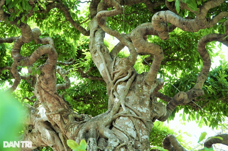 Chiêm ngưỡng cây sộp dáng rồng, lập kỷ lục châu Á. - 4 Chiêm ngưỡng cây sộp dáng rồng, lập kỷ lục châu Á. - 4