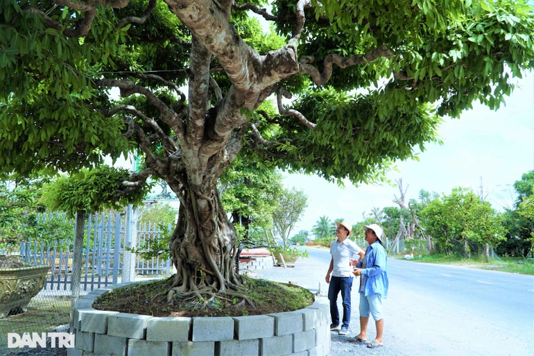 Chiêm ngưỡng cây sộp dáng rồng, lập kỷ lục châu Á. - 6 Chiêm ngưỡng cây sộp dáng rồng, lập kỷ lục châu Á. - 6