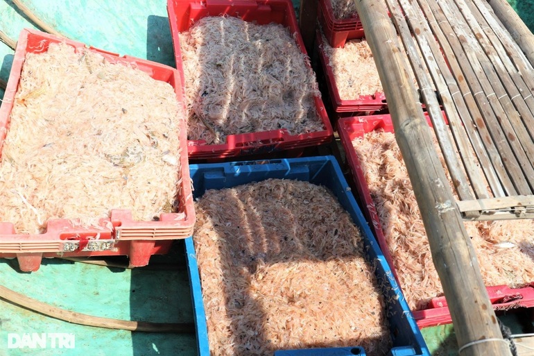 Bắt con nhỏ mà có võ, ngư dân thu tiền đều tay mỗi ngày - 2 Bắt con nhỏ mà có võ, ngư dân thu tiền đều tay mỗi ngày - 2