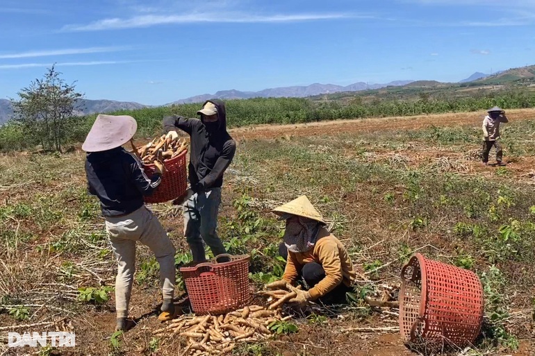 Dân loay hoay tìm kế thoát nghèo sau công trình ánh sáng - 5 Dân loay hoay tìm kế thoát nghèo sau công trình ánh sáng - 5