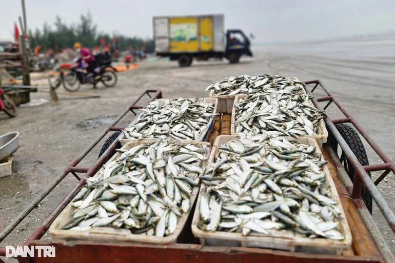 Sau gần nửa ngày đánh bắt gần bờ, ngư dân kiếm tiền triệu - 7 Sau gần nửa ngày đánh bắt gần bờ, ngư dân kiếm tiền triệu - 7