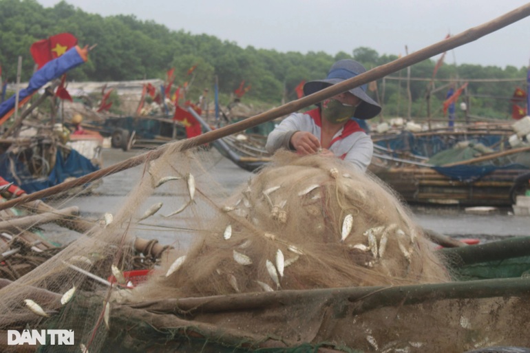 Sau gần nửa ngày đánh bắt gần bờ, ngư dân kiếm tiền triệu - 2 Sau gần nửa ngày đánh bắt gần bờ, ngư dân kiếm tiền triệu - 2