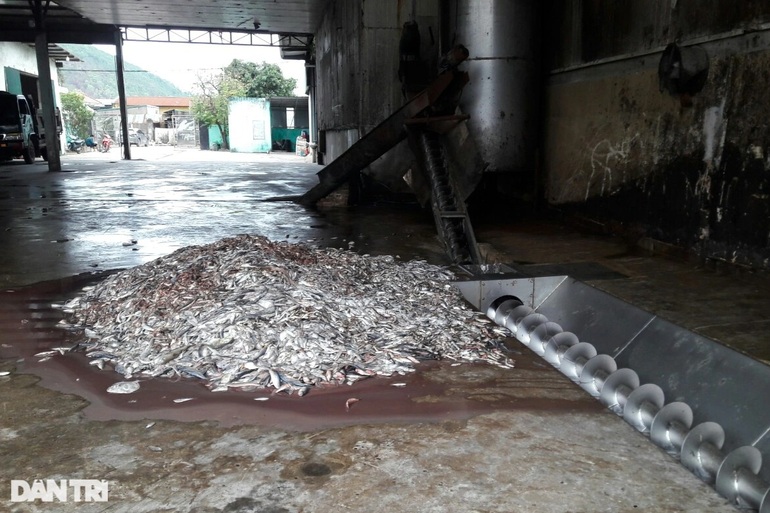 Nửa đêm sang xin nhà máy bột cá tạm dừng cho dân nghỉ! - 7 Nửa đêm sang xin nhà máy bột cá tạm dừng cho dân nghỉ! - 7