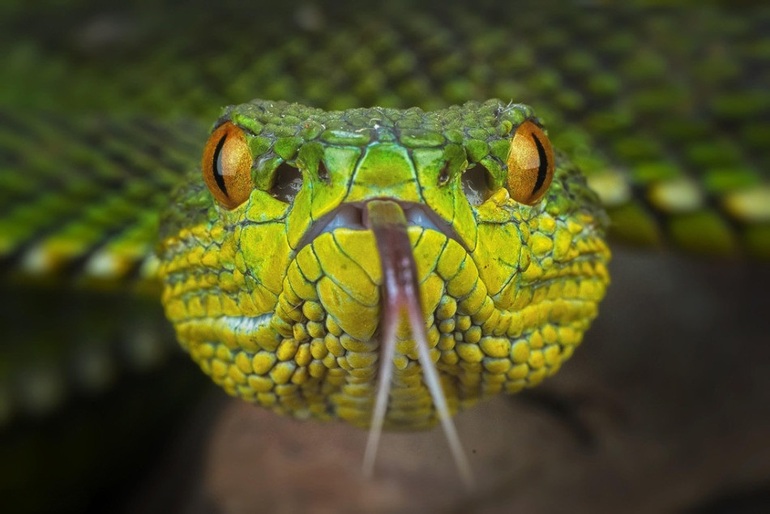 Chúng ta không thể phủ nhận sự ma mị và quyến rũ của loài rắn. Các loài rắn đẹp có những họa tiết và màu sắc độc đáo, kết hợp với sự lanh lợi của chúng đã tạo nên một vẻ đẹp ma mị, đầy bí ẩn và cuốn hút. Đừng bỏ lỡ cơ hội chiêm ngưỡng những hình ảnh huyền bí của loài rắn này.