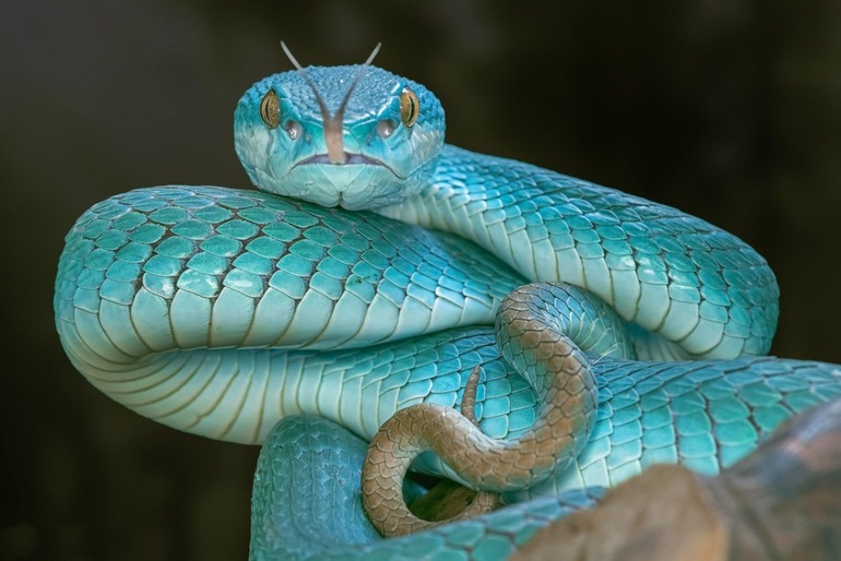 Một sinh vật rất đặc biệt đang chờ đón bạn trong hình ảnh này, đó chính là rắn ma mị. Với hoa văn và màu sắc đặc trưng, rắn ma mị sẽ mang đến cho bạn những trải nghiệm mới lạ và thú vị.