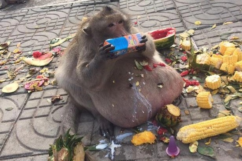 Cuộc đời bi thảm của chú khỉ béo phì, ăn uống vô độ đến chết - 1