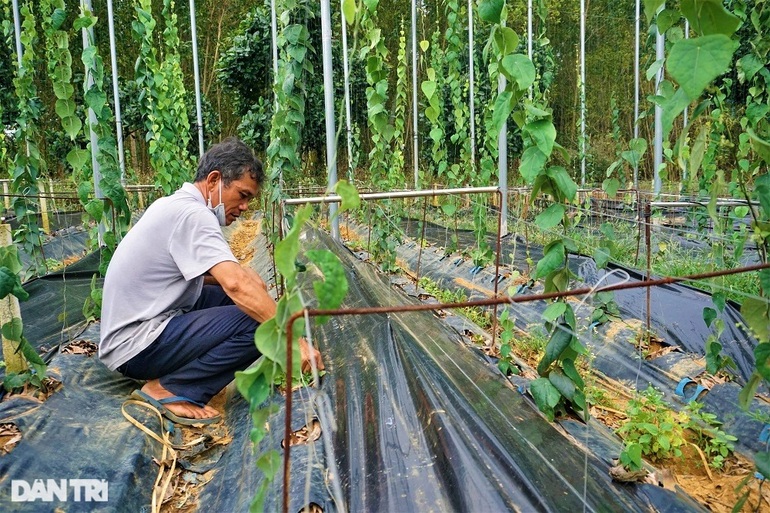 Earn billions by planting wild plants, the hotter it gets, the more money it makes - 12