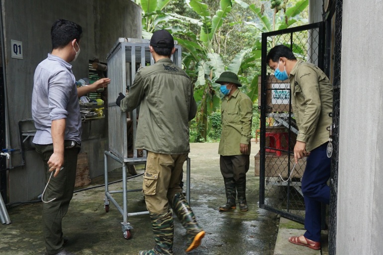 7 cá thể hổ Đông Dương được chuyển về Quảng Bình như thế nào? - 3 7 cá thể hổ Đông Dương được chuyển về Quảng Bình như thế nào? - 3