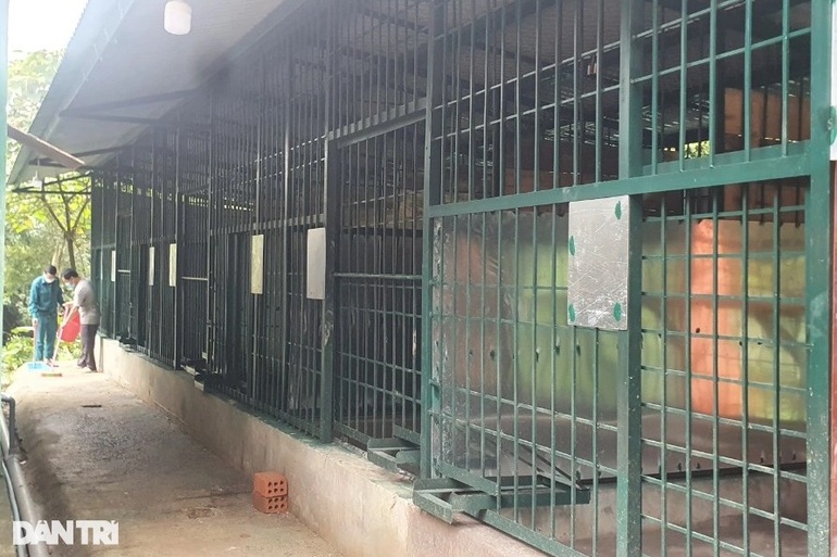 Về Phong Nha - Kẻ Bàng, 7 con hổ sẽ thoát cảnh gầm trong cũi sắt - 2 Về Phong Nha - Kẻ Bàng, 7 con hổ sẽ thoát cảnh gầm trong cũi sắt - 2