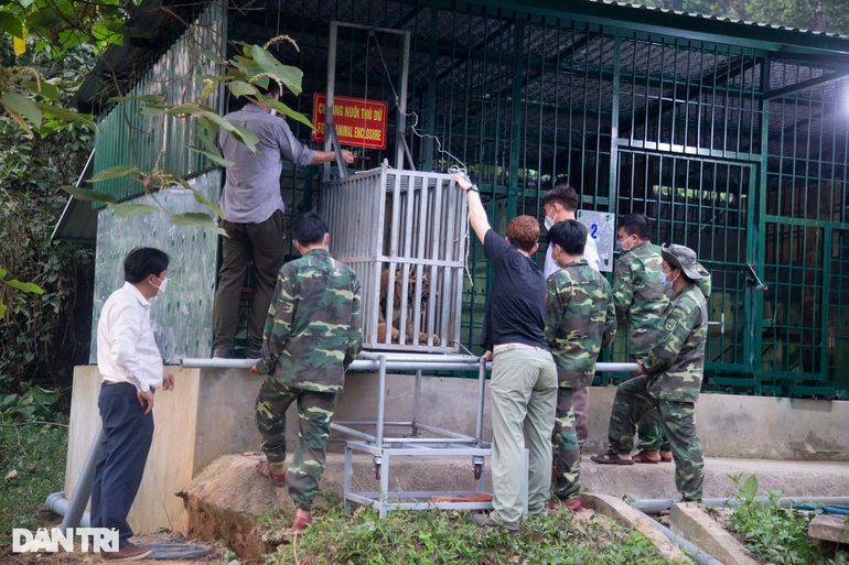 Về Phong Nha - Kẻ Bàng, 7 con hổ sẽ thoát cảnh gầm trong cũi sắt - 4 Về Phong Nha - Kẻ Bàng, 7 con hổ sẽ thoát cảnh gầm trong cũi sắt - 4
