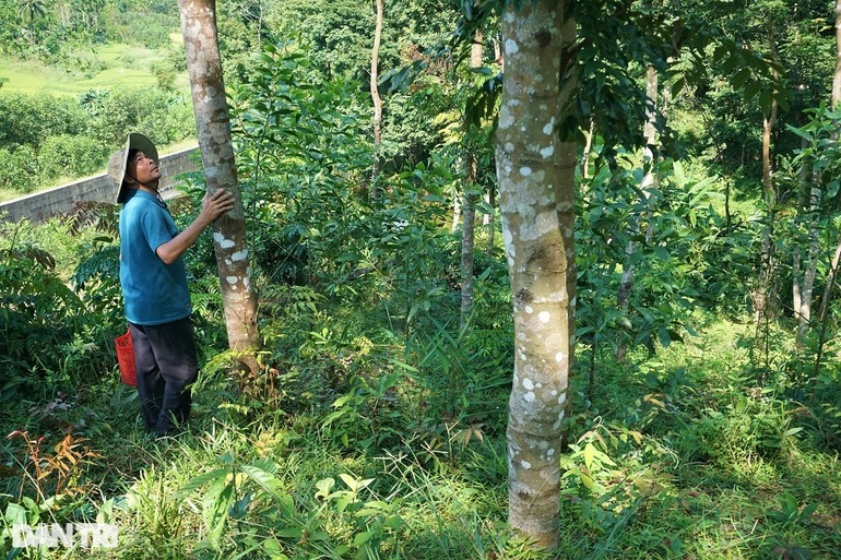 Người về từ cõi chết và khát vọng trồng rừng lấy loài nấm quý - 2
